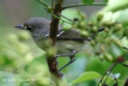 0J6A4263Thick-billed_Vireo