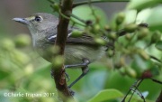 0J6A4269Thick-billed_Vireo