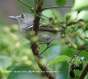 0J6A4270Thick-billed_Vireo