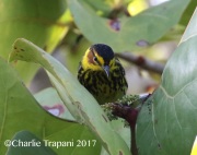 0J6A4279Cape_May_Warbler