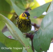 0J6A4283Cape_May_Warbler