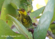 0J6A4294Cape_May_Warbler