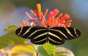 0J6A4313Zebra_Heliconian