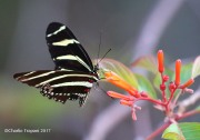 0J6A4314Zebra_Heliconian