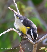 0J6A4328Bananaquit