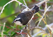 0J6A4332Bananaquit