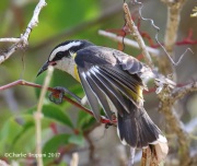 0J6A4334Bananaquit