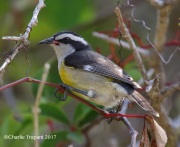 0J6A4336Bananaquit