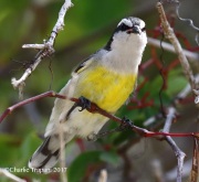 0J6A4339Bananaquit