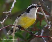 0J6A4342Bananaquit