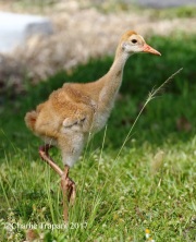 0J6A4369Sandhill_Crane