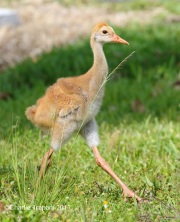 0J6A4371Sandhill_Crane