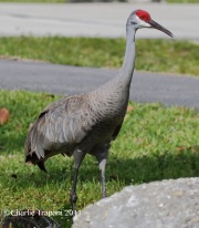 0J6A4377Sandhill_Crane