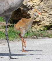 0J6A4382Sandhill_Crane