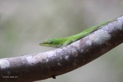 0J6A4393Green_Anole