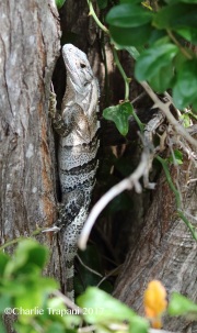 0J6A4396Black_Spinytail_Iguana