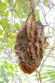 0J6A4428Honey_Bees