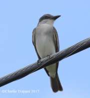 0J6A4446Gray_Kingbird