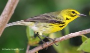 0J6A4482Prairie_Warbler_Mangrove