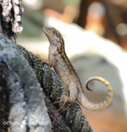 0J6A4492Curlytail_Lizard
