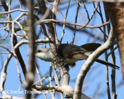 0J6A4525Yellow-Billed_Cuckoo