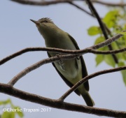 0J6A4556Black-whiskered_Vireo