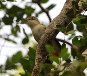 0J6A4567Black-whiskered_Vireo