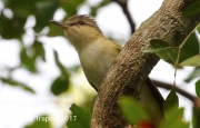 0J6A4568Black-whiskered_Vireo