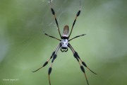 0J6A4572Golden_Orb_Weaver