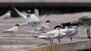 0J6A4681Roseate_Terns
