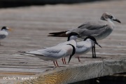 0J6A4691Roseate_Terns