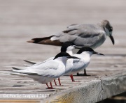 0J6A4702Roseate_Terns