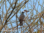0J6A4749White_Crowned_Pigeon