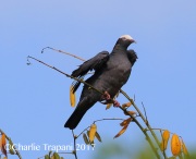 0J6A4759White_Crowned_Pigeon