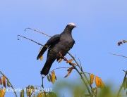 0J6A4760White_Crowned_Pigeon