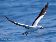 0J6A4861Masked_Booby