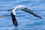 0J6A4862Masked_Booby