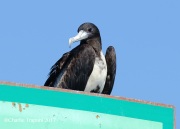 0J6A4941Magnificent_Frigatebird