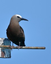 0J6A4943Brown_Noddy_Dry_Tortugas-copy