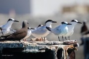 0J6A4975Sandwich_Terns