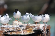 0J6A4983Roseate_Tern