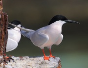 0J6A4998Roseate_Tern
