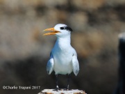 0J6A5004Royal_Tern