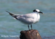 0J6A5006Sandwich_Tern