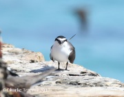 0J6A5035Bridled_Tern