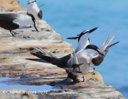 0J6A5062BRrdled_Tern