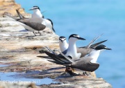 0J6A5063Bridled_Terns