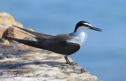 0J6A5078Bridled_Tern