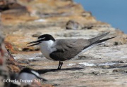 0J6A5085Bridled_Tern