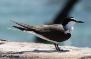 0J6A5117Bridled_Tern